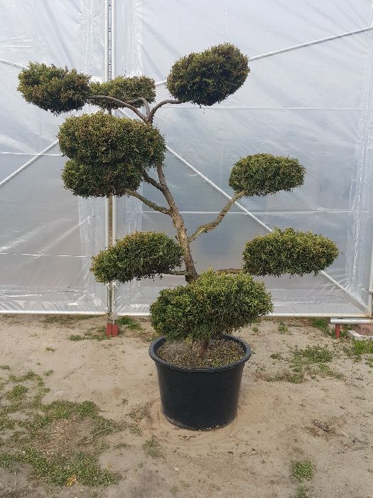 Jałowiec Juniperus formowany bonsai