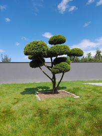 Bonsai Niwaki rośliny formowane