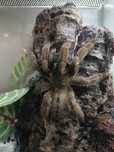 Psalmopoeus Cambridgei L 5