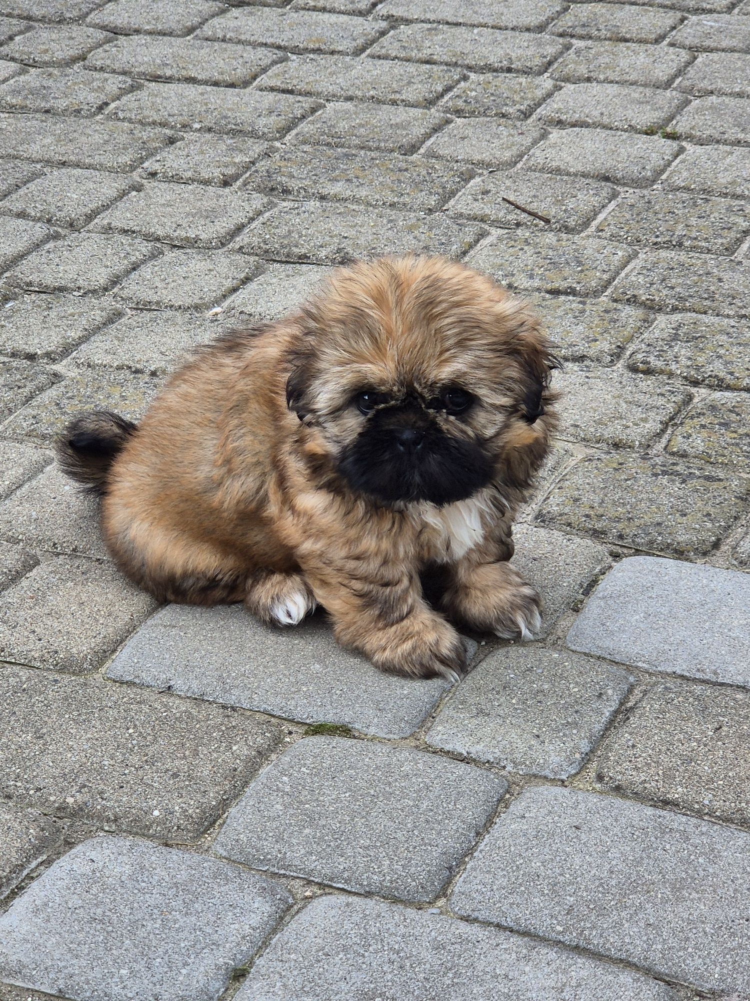 Sunia shih tzu brązowa