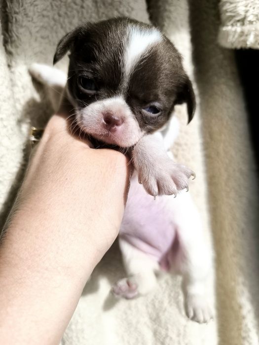 Chihuahua  Super Mini. Menina. Branco e chocolate .Cabeça de maçã.