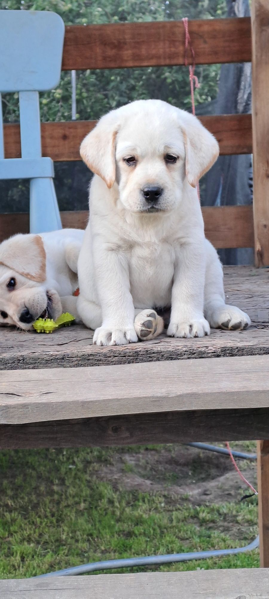 Labrador retriever samiec