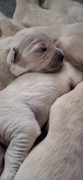 Golden Retriever cudowny piesek po championie.