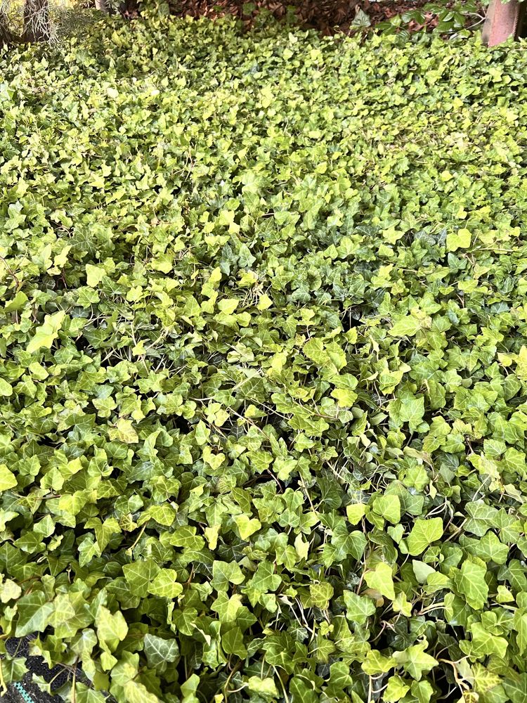Bluszcz Hedera helix – paletka 140 sztuk sadzonek
