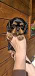 Cavalier King Charles Spaniel super szczeniak