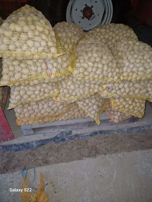 Ziemniaki paszowe I jadalne soraya I Queen anne