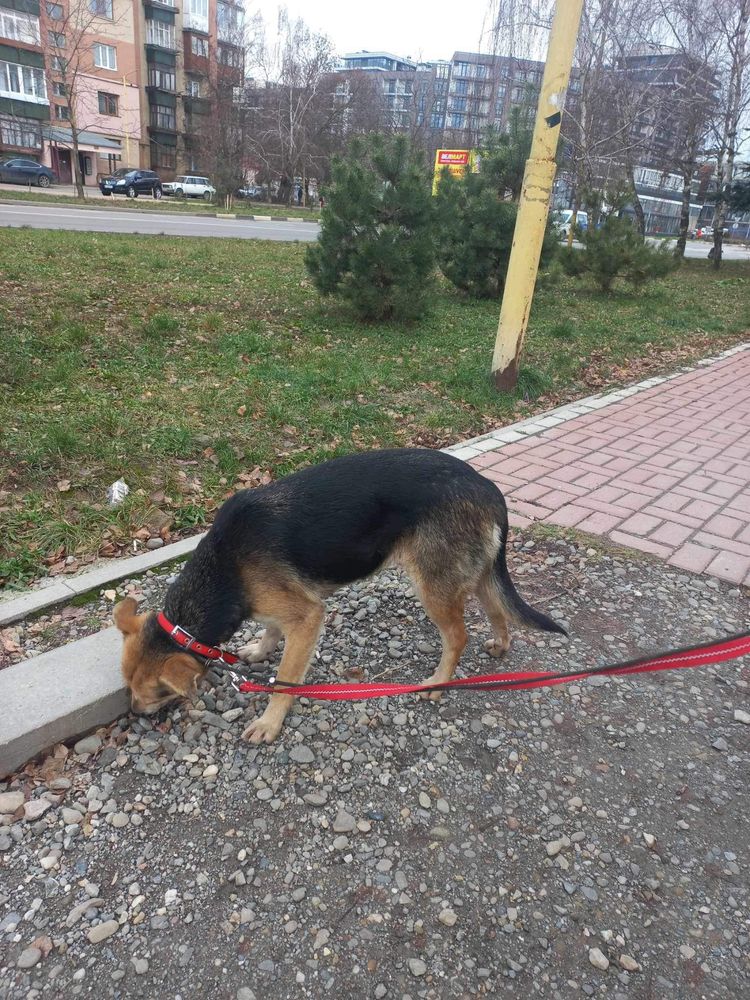 Віддам в добрі руки