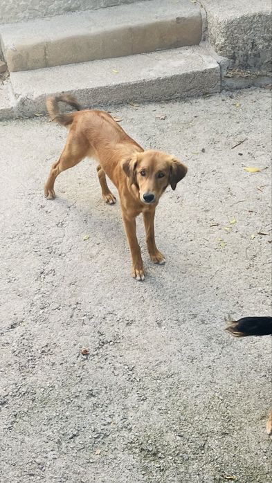 Adopção 2 cadelas brincalhonas e meigas