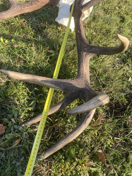 Trofeum wieniec jelenia 16-stak nieregularny poroże jeleń rogi nr 41