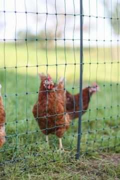 Siatka elektryczna dla drobiu, 50 m, 106 cm, podw. szpic,zielony,Kerbl