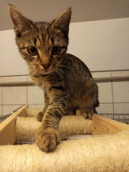 4 miesięczny kocurek szuka domu niewychodzącego