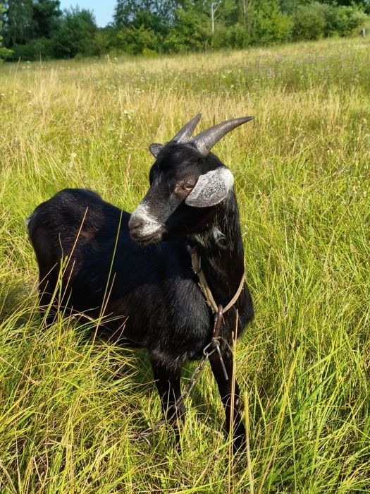 Козел козлик 50% нігерійський цап