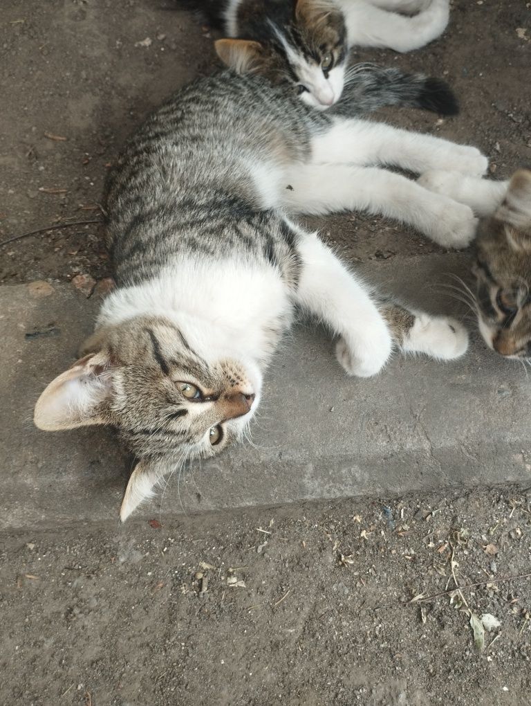 Віддам котиків, дуже милі та ласкові