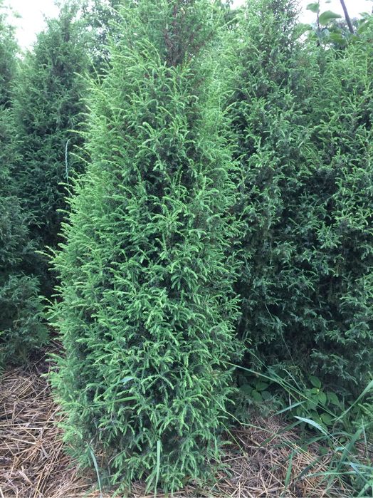 АКЦІЯ-туя Тедді, Ялівець Хіберніка, Скайрокет