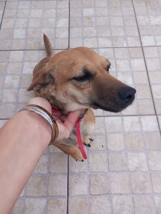 Da se cadela de porte pequeno