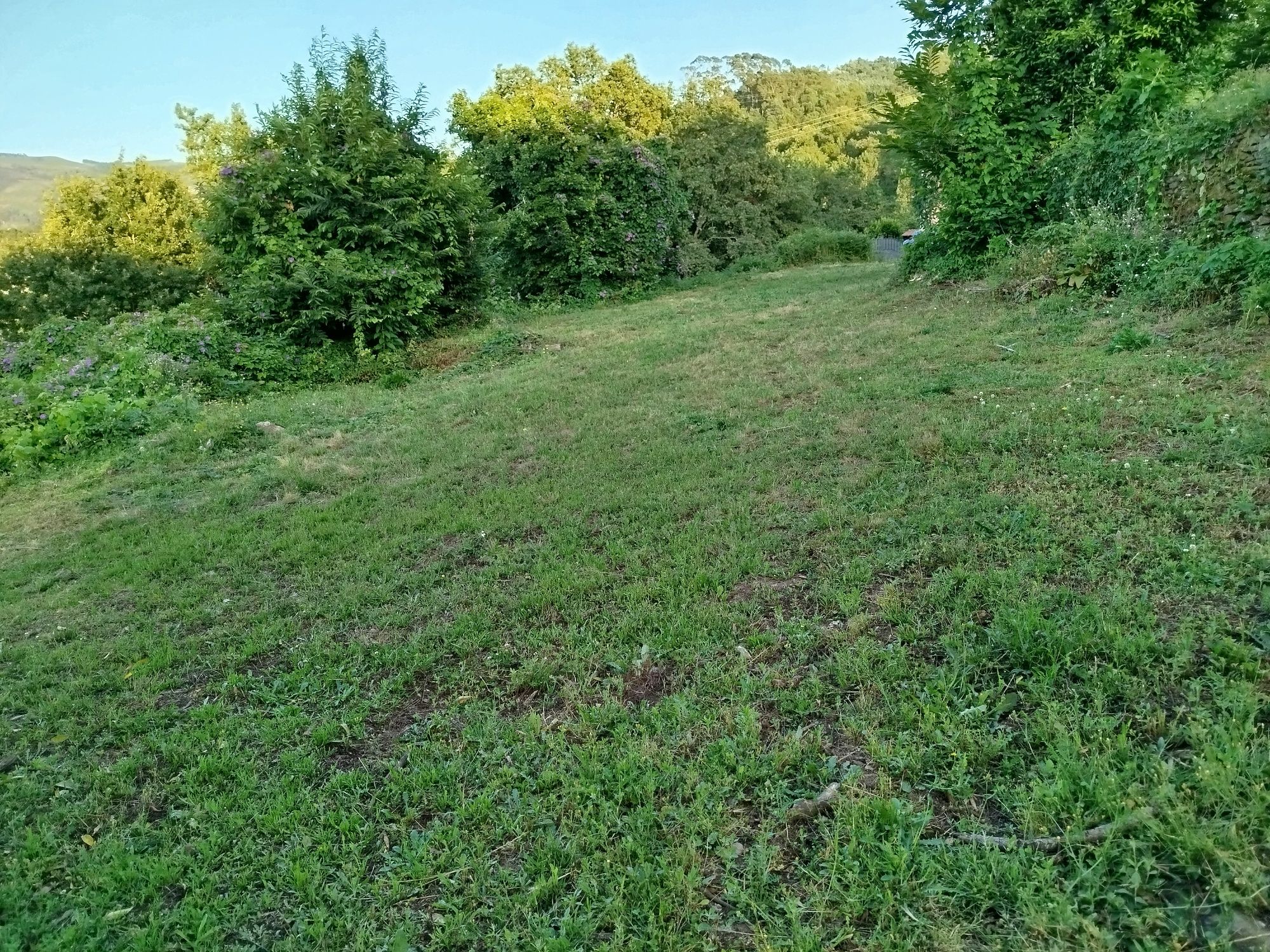 Terreno P.Lima com ruina, ao lado parque da vila, centro, projeto apro