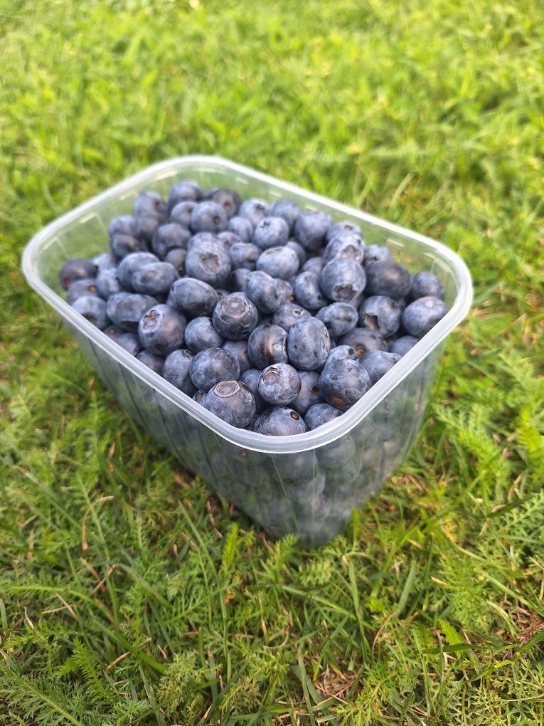 Sprzedam borówkę amerykańską owoce borówki