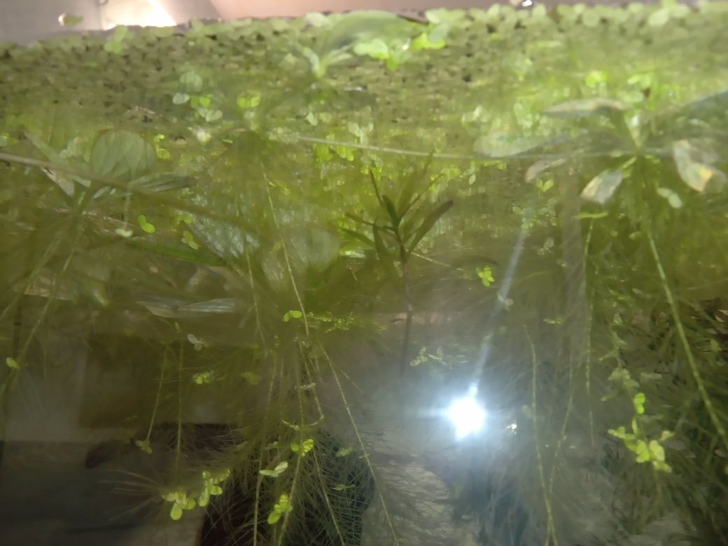 Roślina akwariowa pistia pływająca - cena za sztukę