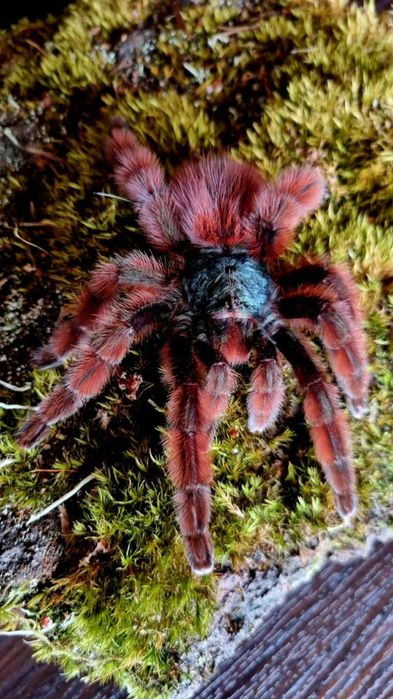 Pająk Ptasznik- Caribena Versicolor L4/5 + Duży Pojemnik z wystrojem