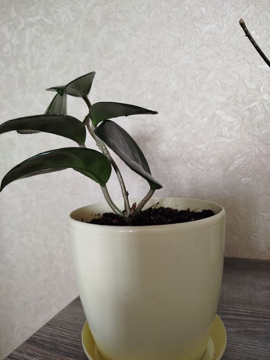 Кімнатні рослини дешево(розпродаж).