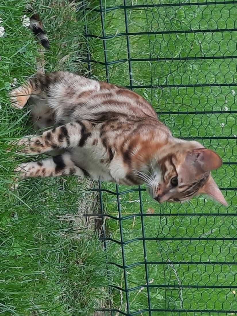 CHILI Jadry*PL - 6-miesięczny kocurek bengalski