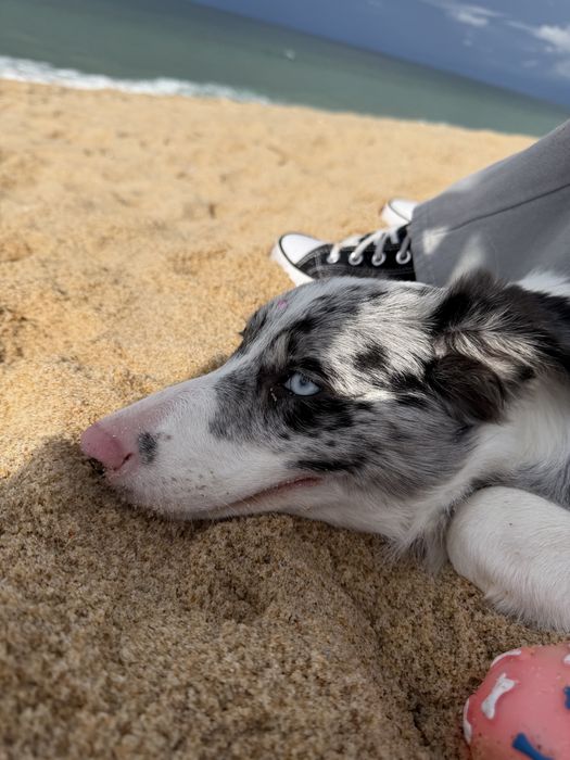 Border Collie Merle 4 meses