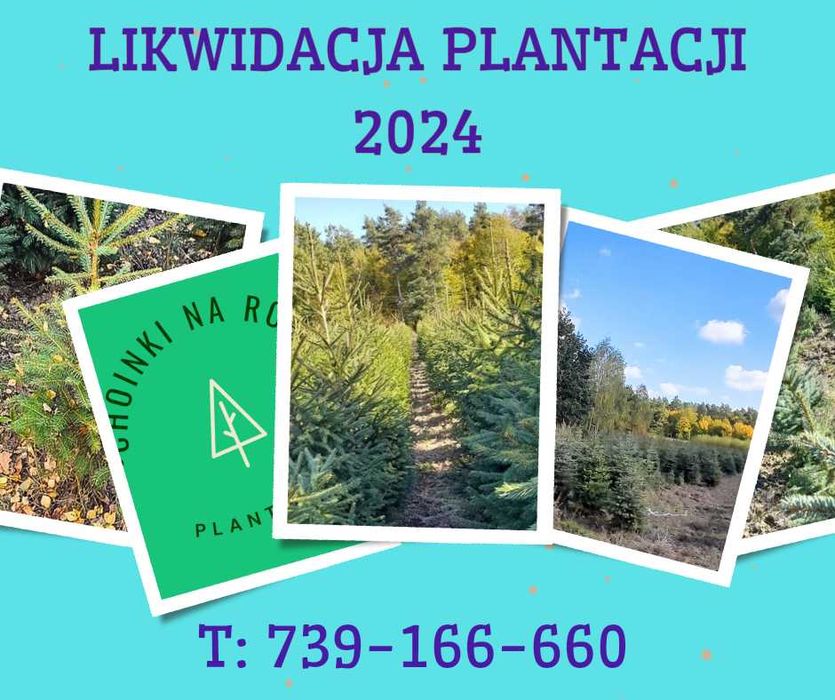 Likwidacja plantacji choinka żywa świerk srebrny pospolity serbski