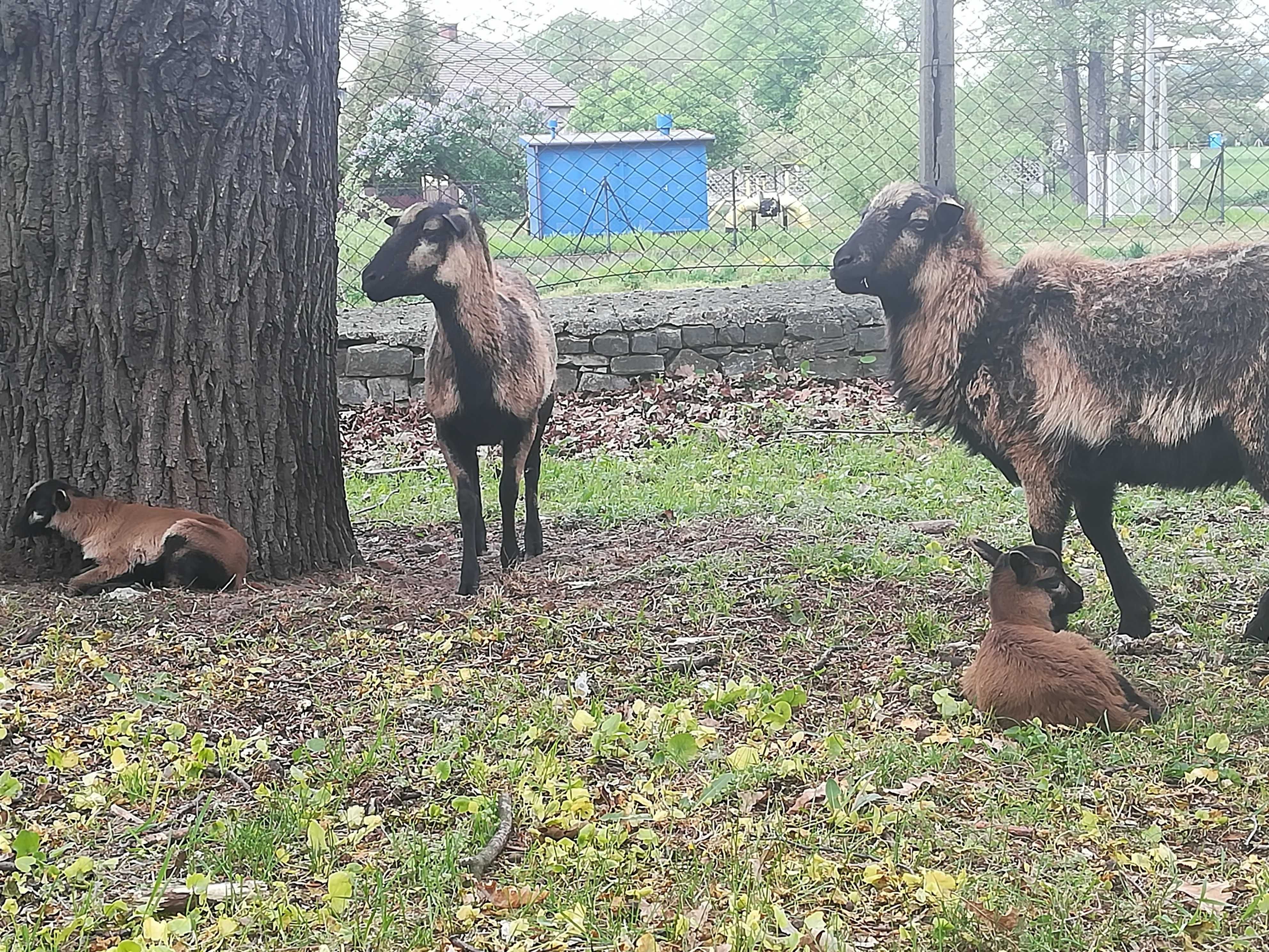 Sprzedam owce kameruńskie