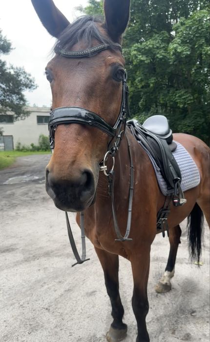 Ogłowie anatomiczne Schockemohle Equitus Beta Full