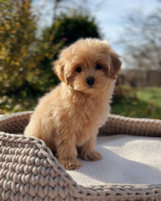 Мальтипу ф1 мини девочка мальтіпу ф1 міні дівчинка