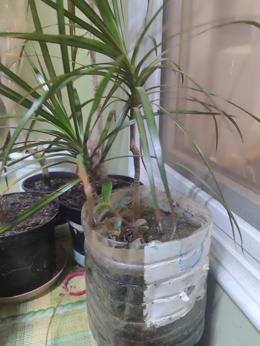 Вазон пальма Драцена.