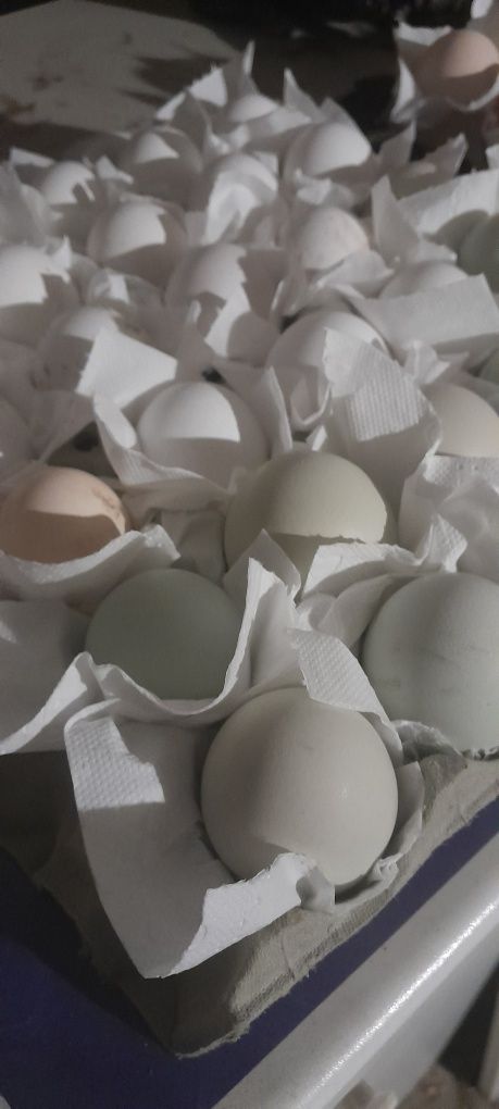 Jaja lęgowe || kolorowe jajka