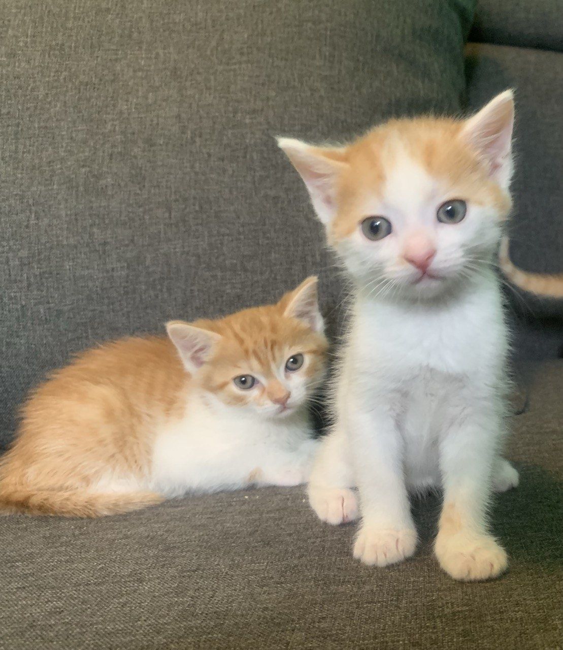 Чудные котятки в добрые руки!