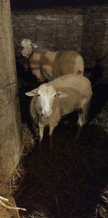 Borrega nova para vender ou troca