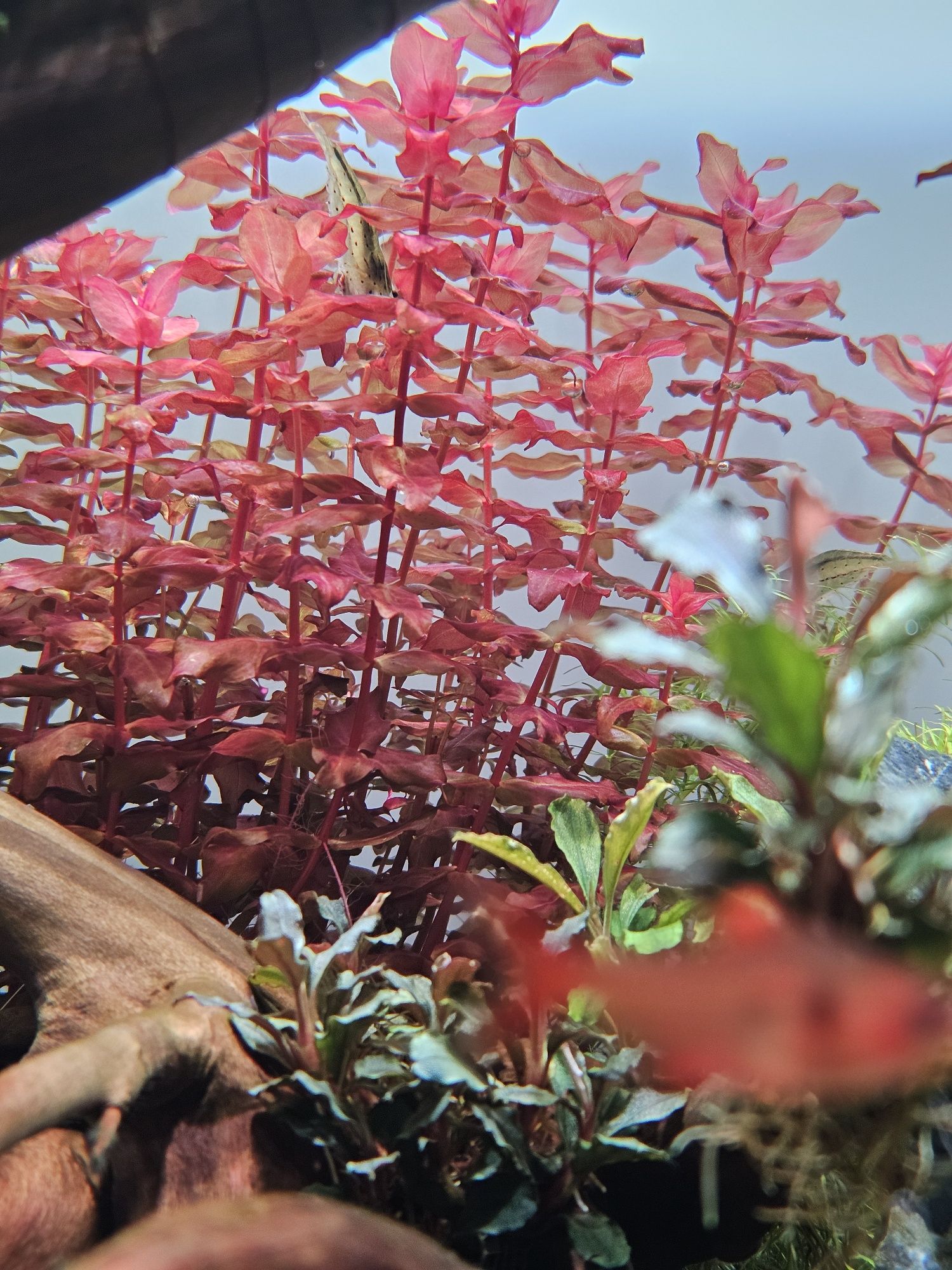 Rotala macrandra