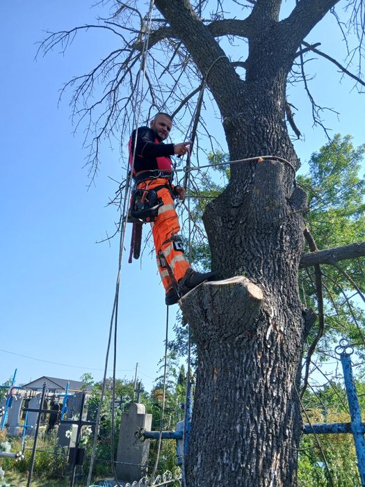 Зрізати дерево. Зрізання аварійних та важкодоступнихдерев. Арборист. Д
