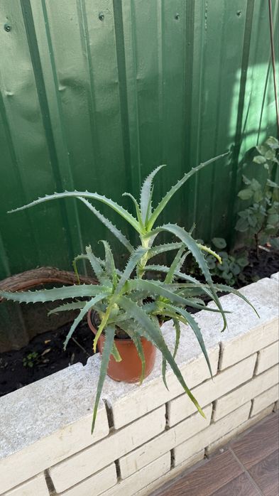 Комнатное растение Алоэ вера