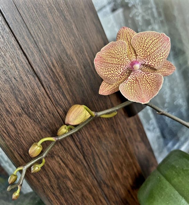 Орхідея Креветка