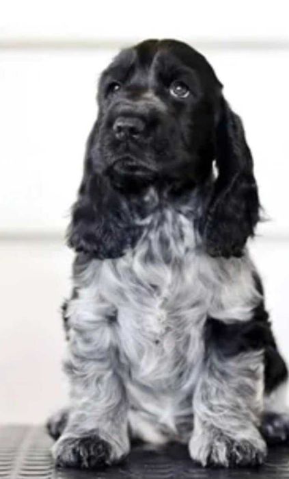 Cocker Spaniel Inglês  "FEMEA"   BRANCO e PRETO e /ou AZUL RUÃO  TOP