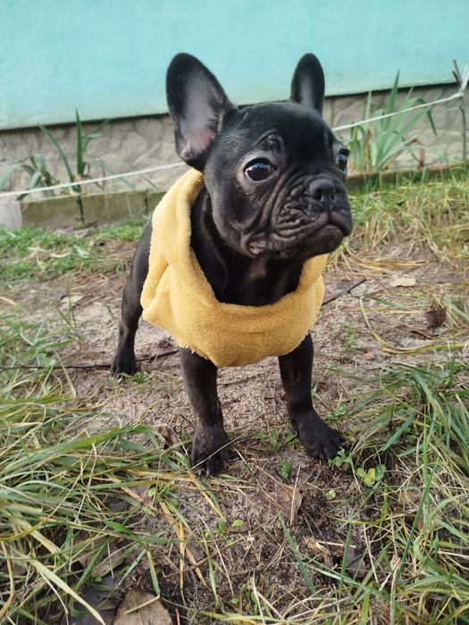 Французький малюк