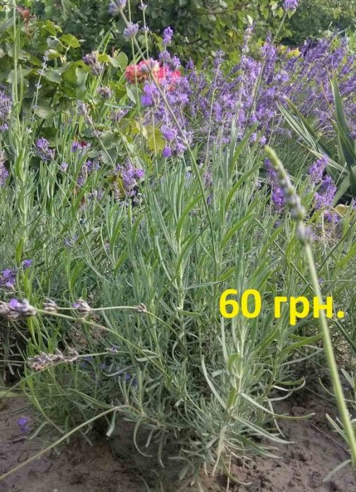 Продам саженцы лавандина