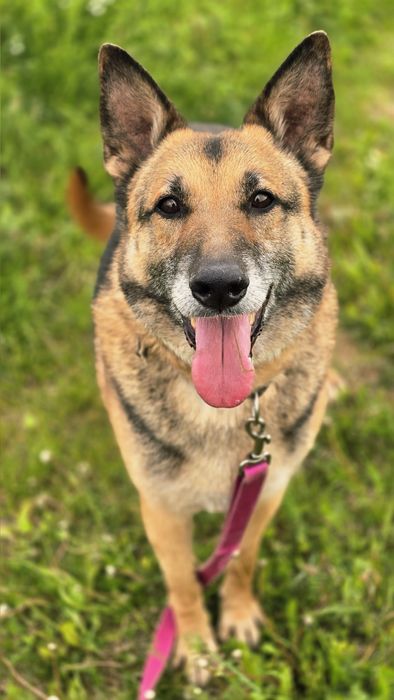 Cudowny Kortez w typie Owczarka