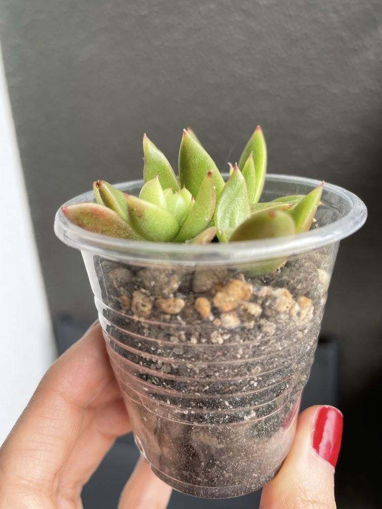 Echeveria Miranda sukulent