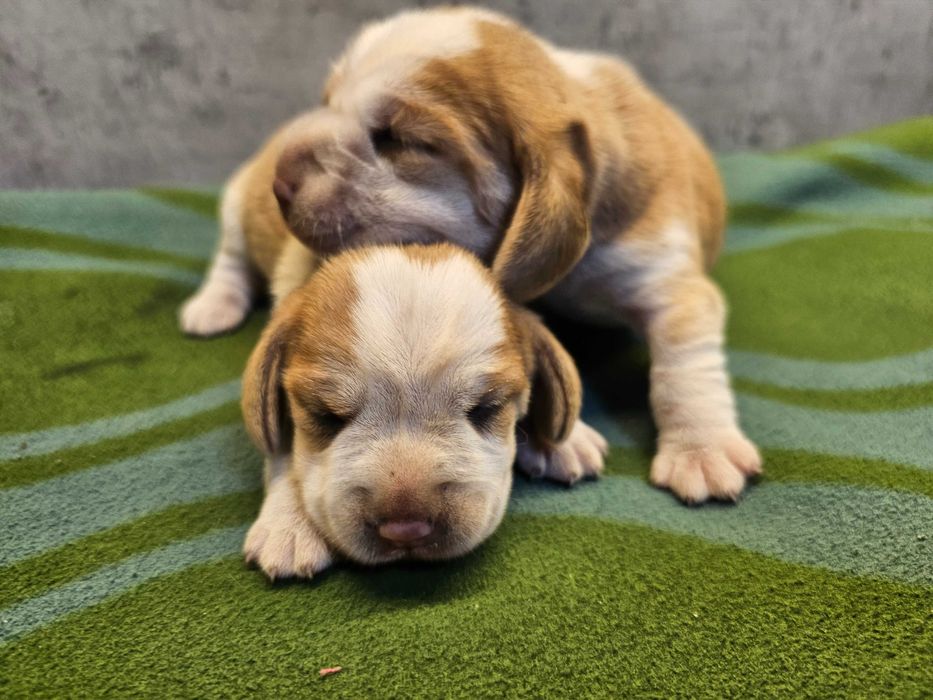 BEAGLE-unikatowy kolor -hare pied-suczka