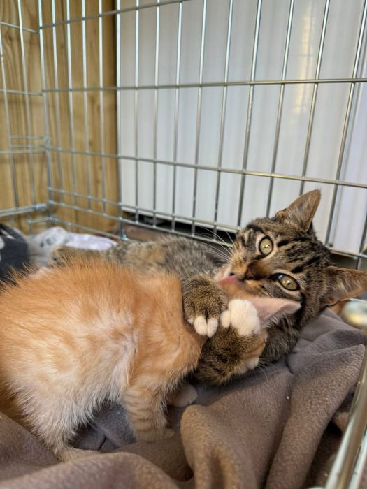 Kociaki do adopcji 1 miesiąc rudy zdrowe od zaraz przytulaste