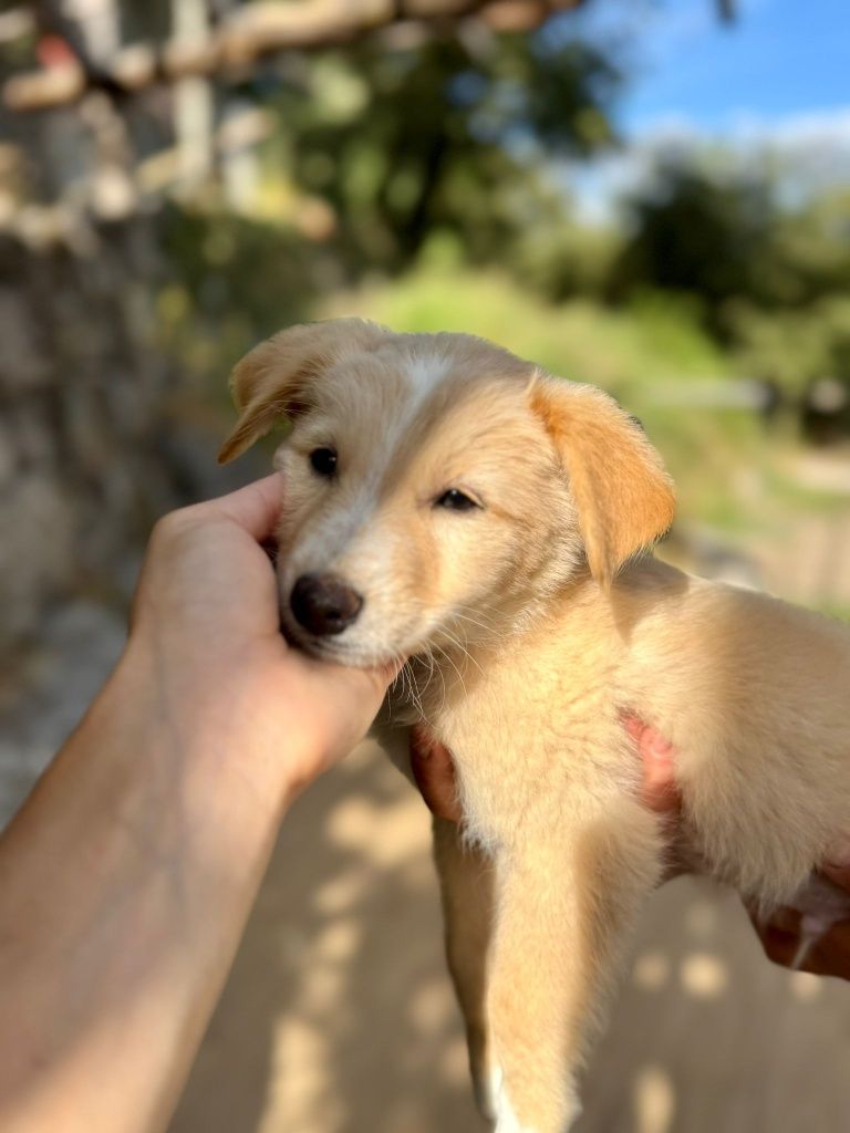 6 Cachorrinhos Border collie para adopção