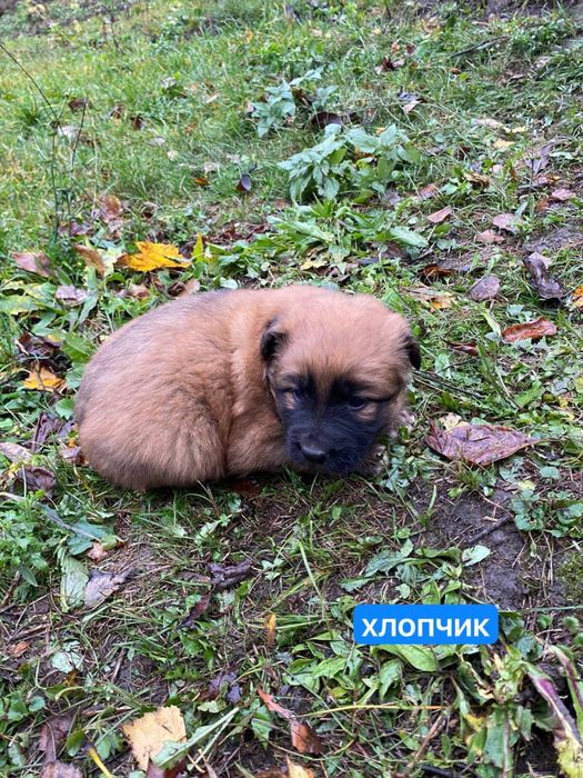 Цуценята відамо в добрі руки. безкоштовно