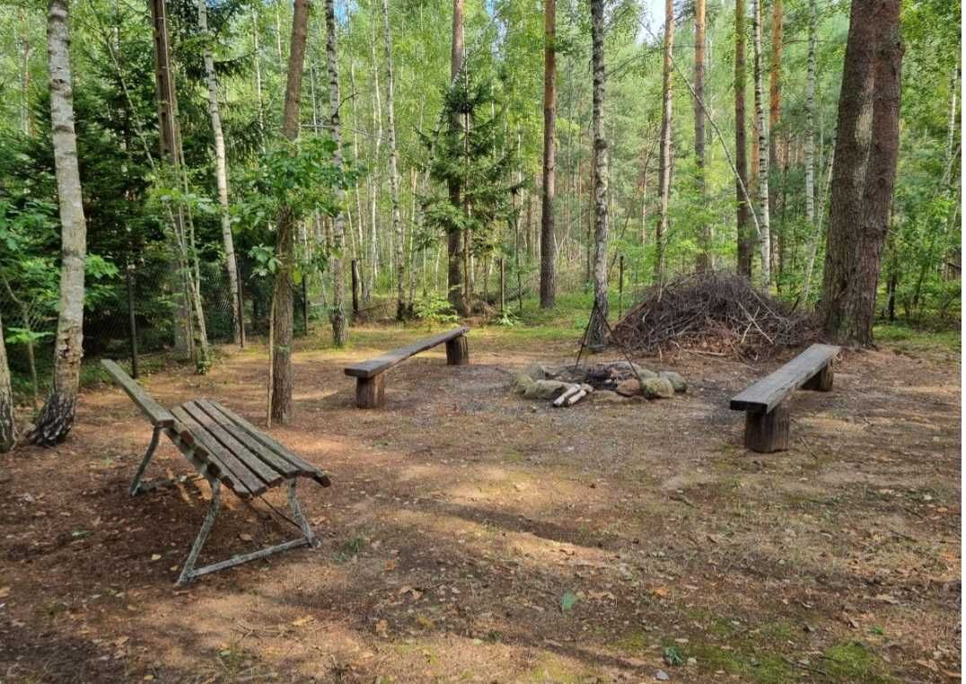 Puszcza Białowieska Kruhlik koło zalewu Siemianówka