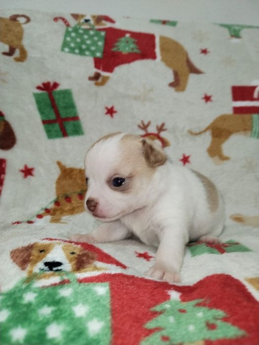 Bebe Chihuahua macho