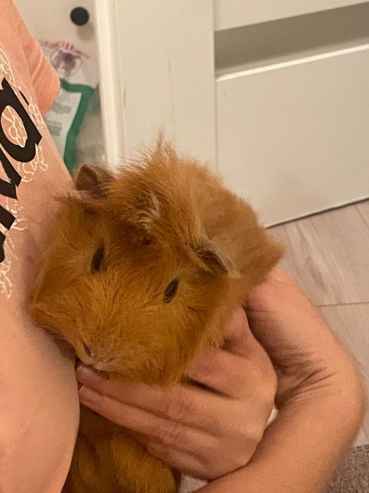 Świnka morska samczyk